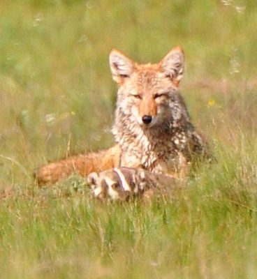 Coyote_&_badger_Valles_Caldera